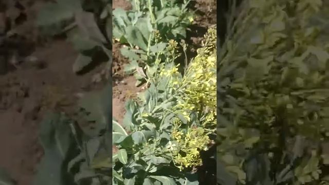 Семена капусты Амагер смотреть онлайн