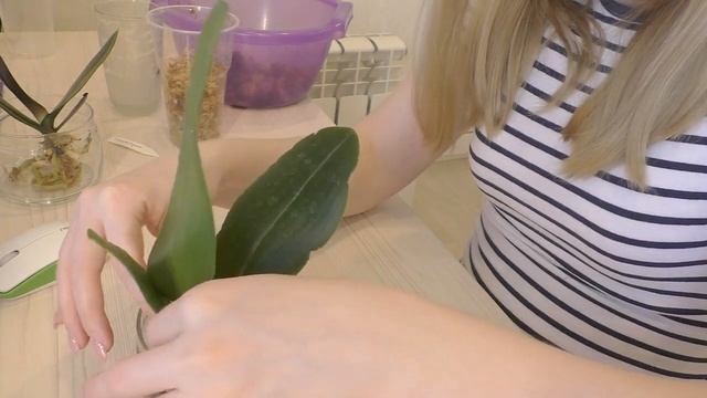 ОРХИДЕИ / Любимая система ПОСАДКИ для АЗИАТСКИХ орхидей смотреть онлайн