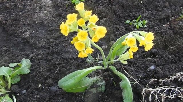 Создаем низкорослый ЦВЕТНИК из многолетних и однолетних цветов смотреть онлайн