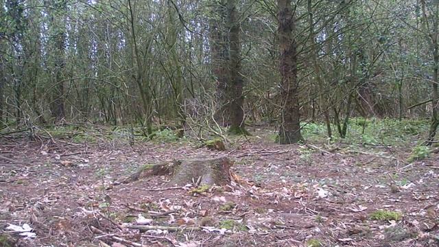 What EATS A PIZZA Left In The WOODS? (Trail Camera Footage) смотреть онлайн