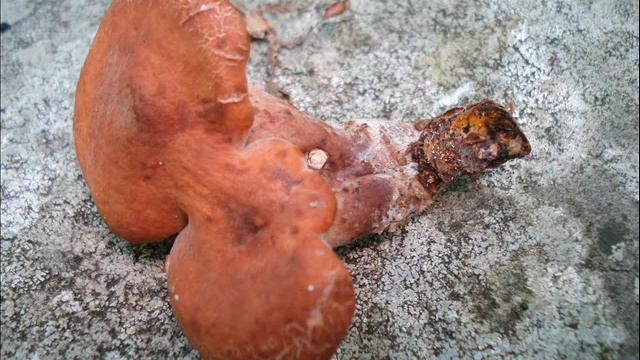 Hypomyces lateritius смотреть онлайн