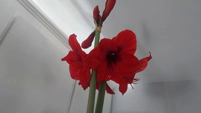 Beautiful Red Lion Amaryllis imported from Israel смотреть онлайн