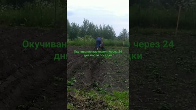 окучивание мотоблоком Нева мб2 смотреть онлайн
