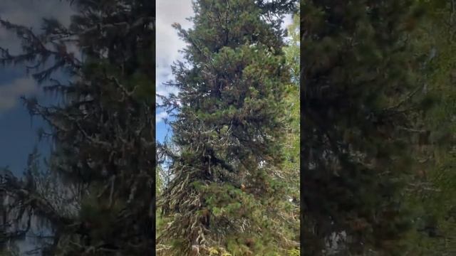 Добыча кедровой шишки, Алтай?️ смотреть онлайн