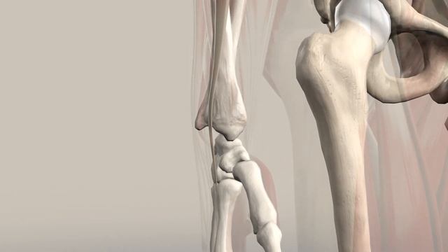 Extensor Carpi Radialis: Musclepath (3D Animation) смотреть онлайн