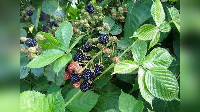 Ежевика Агавам Agavam смотреть онлайн