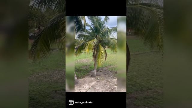 🌾Музей риса Ламан Пади (Laman Padi) Лангкави🏝️ смотреть онлайн