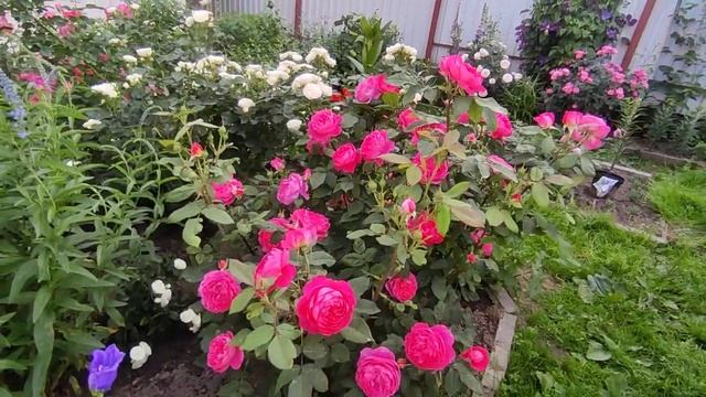 Цветение роз 2021 ?Бенджамин Бриттен ( Rose Benjamin Britten)