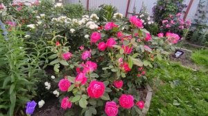 Цветение роз 2021 ?Бенджамин Бриттен ( Rose Benjamin Britten)