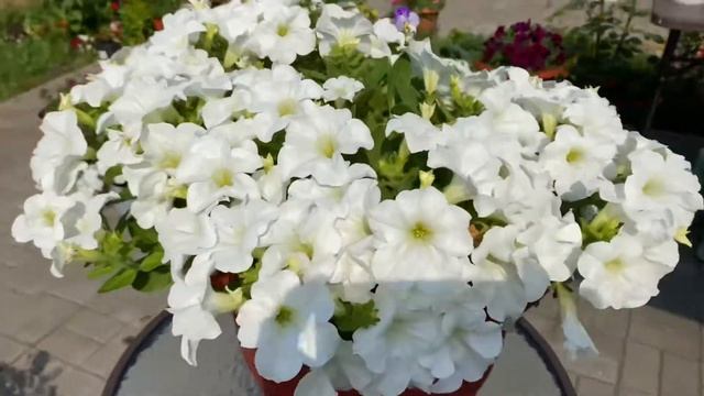 Петуния ампельная Fanfare White. Просто море цветов.14.07.21. смотреть онлайн