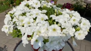 Петуния ампельная Fanfare White. Просто море цветов.14.07.21.