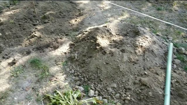 Сад огород. Посадка саженцев черешни!Часть 1! Garden. Autumn planting of cherry seedlings! Part 1! смотреть онлайн