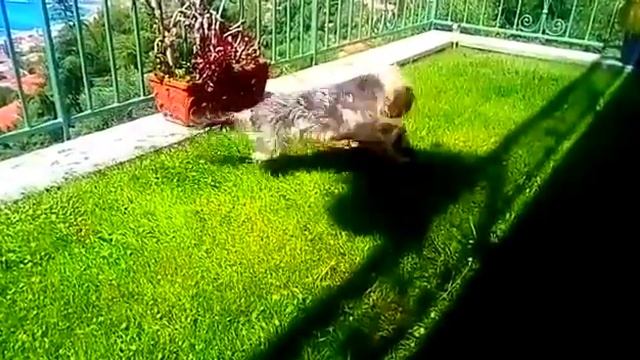 Две подружки на лужайке ? смотреть онлайн