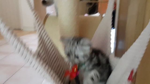 Black Silver tabby Classic смотреть онлайн