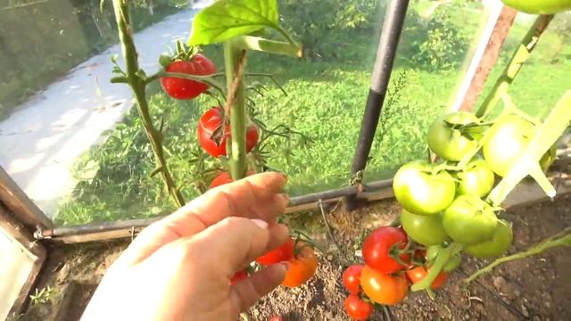 Томат Большой Зак Красный (Big Zac Red) смотреть онлайн