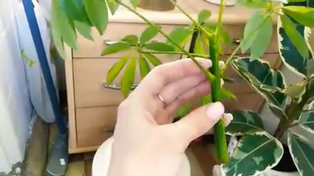 Как заставить ветвиться шефлеру. Шефлера, размножение смотреть онлайн