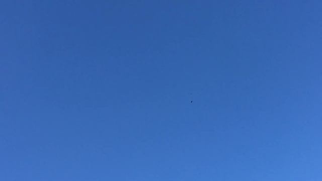 #Pigeons.Как приучить новых голубей 4. смотреть онлайн