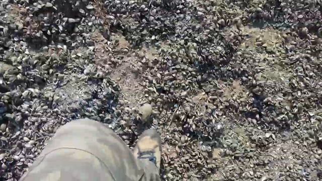 "Золотое" дно канала им. Москвы. смотреть онлайн