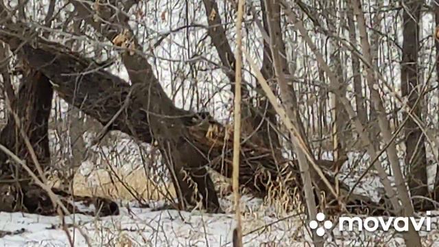 2023 03 РК Леса Луга !! 8 !! В ожидании Весны !! Косули !! Павлодарская область смотреть онлайн