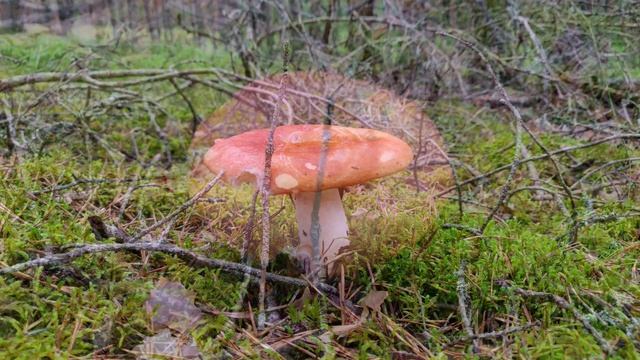 Релакс. Невероятные чудеса природы. Это надо видеть. Relax The Incredible Wonders Of Nature.