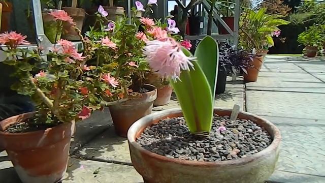 Haemanthus Humilis In Flower