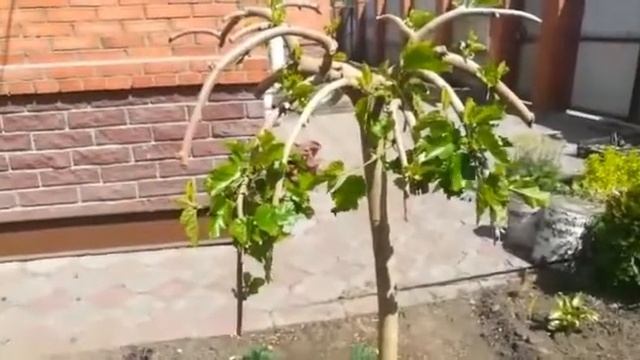 Плакучая Шелковица в Омске 2 смотреть онлайн