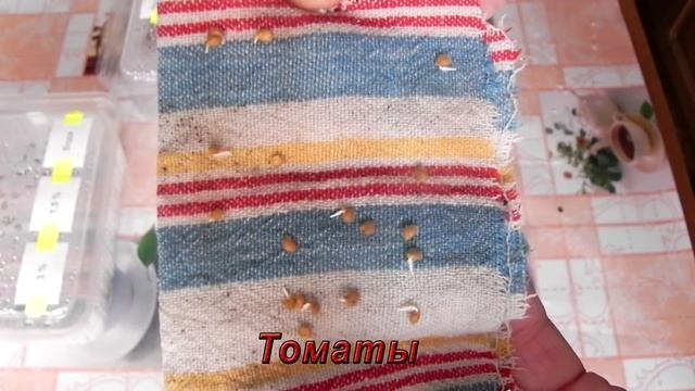 Замачивание семян в перекиси водорода перед посадкой