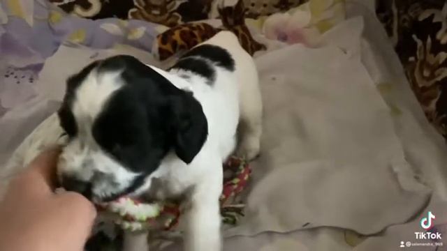 маленький бандит | щенок русский спаниель #русскийохотничийспаниель #Спаниель #Собака #рос #щенки