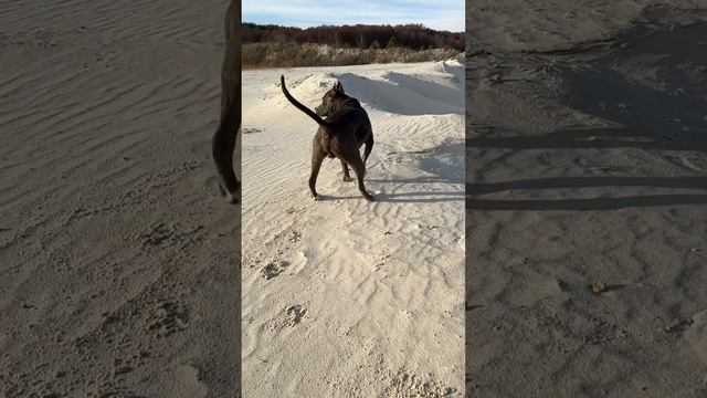 American Staffordshire Terrier TreT # Американский Стаффордширский Терьер ТрэТ #tret #pitbull смотреть онлайн