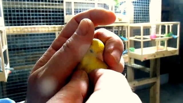 #Попугаи и канарейки, профилактика и лечение от пухопероеда, грибка ч.1 смотреть онлайн