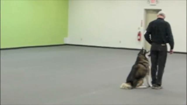 Major Obedience.mov смотреть онлайн