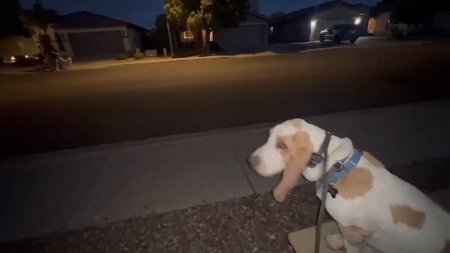 Fred ~ 2 Year Old Basset Hound ~ Off Leash K9 Phoenix смотреть онлайн