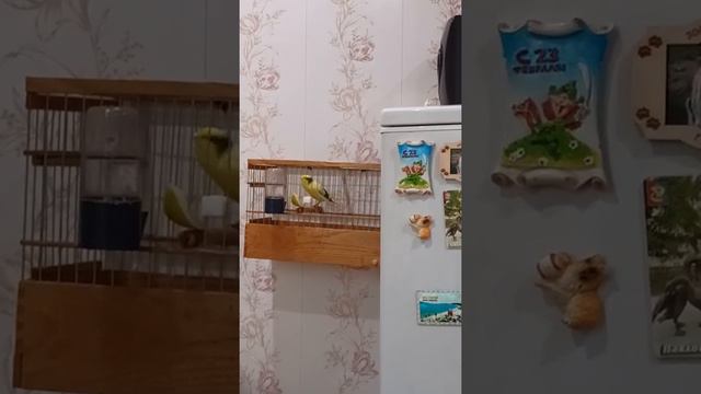 восемь месяцев кольцо АС15, Павлово на Оке. смотреть онлайн