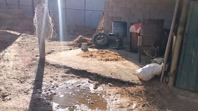 Откорм Быков. Размеры Сарая смотреть онлайн