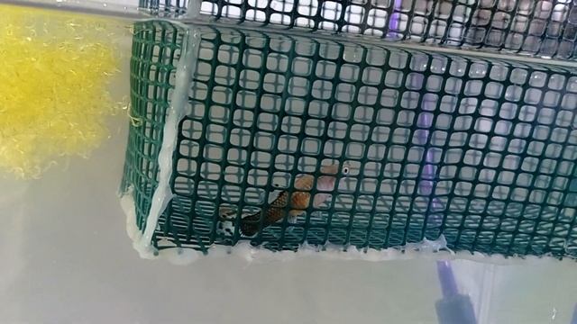 Гуппи размножение Мальки гуппи Разведение гуппи Роды гуппи смотреть онлайн