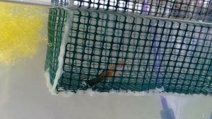 Гуппи размножение Мальки гуппи Разведение гуппи Роды гуппи