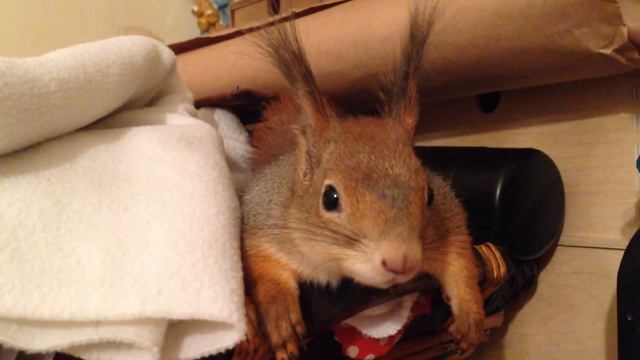 чистые лапки смотреть онлайн