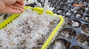 Зимний посев цветов  эрингиума (синеголовника)