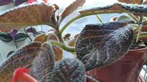 Секреты цветения Эписциий .