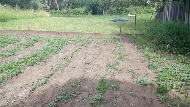 Два молодых или старый и молодой ? В огороде пусто от слова "совсем " ! смотреть онлайн