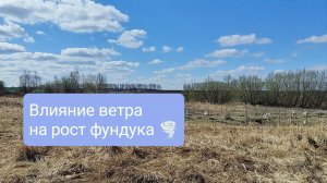 Влияние ветра на рост фундука