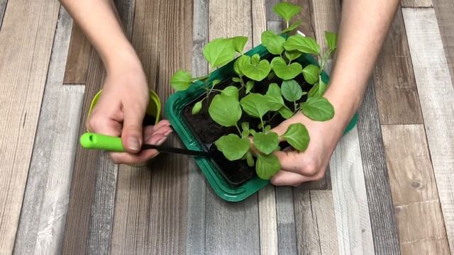 Как пикировать рассаду баклажанов смотреть онлайн