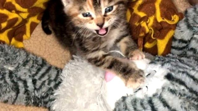 Трехнедельный котенок блуждал по городу, пока не встретил доброго человека смотреть онлайн