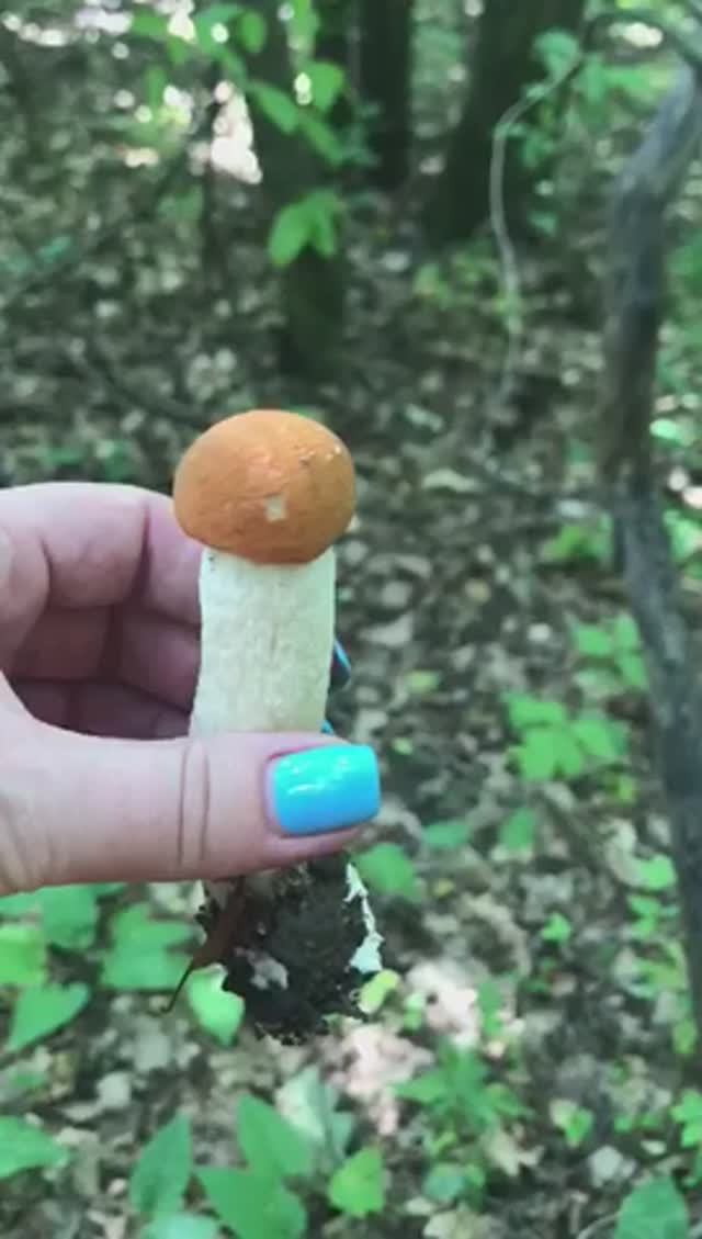 Подосиновик похож на крупную спичку