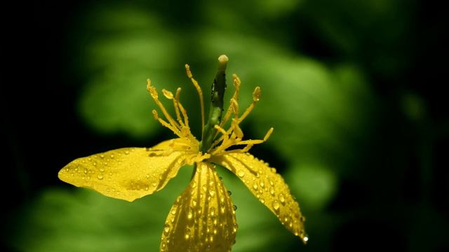Colli Euganei, Corte Borin: Chelidonium majus смотреть онлайн