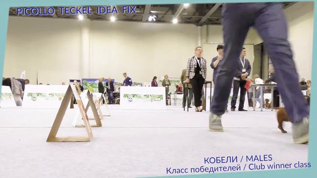 XXI НАЦИОНАЛЬНАЯ ВЫСТАВКА НКП «ТАКСА» «ТАКС-ПАРАД 2017» смотреть онлайн