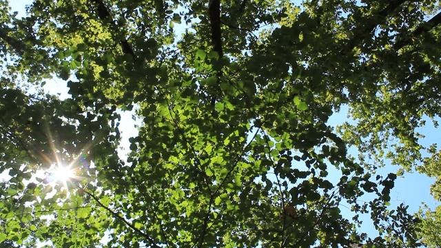 Расслабляющая шавасана смотреть онлайн