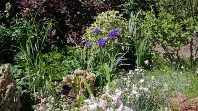 Ирисы Сибирские. Что нужно знать о сибирских ирисах. смотреть онлайн