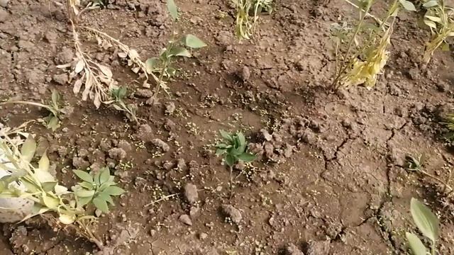 АЛЬСТРОМЕРИЯ. Посадка