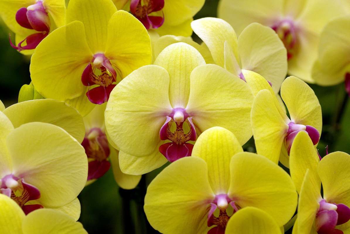 Желтые орхидеи: обзор 10 популярных сортов солнечного цвета смотреть онлайн